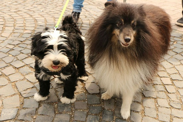 Mihu im Juli 2016 im neuen Zuhause mit Freund Micky