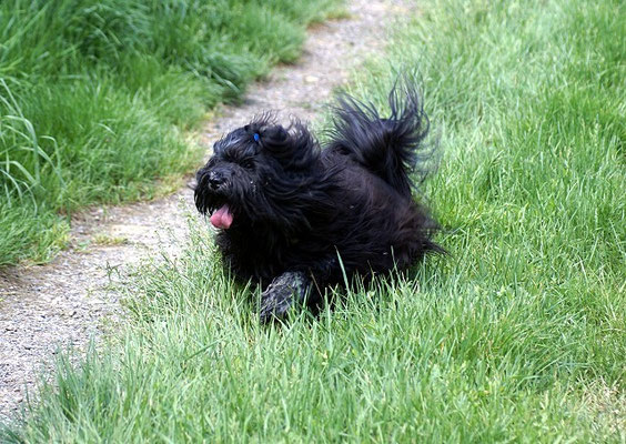 Tibet-Terrier Rüde Yeshi im Mai 2015