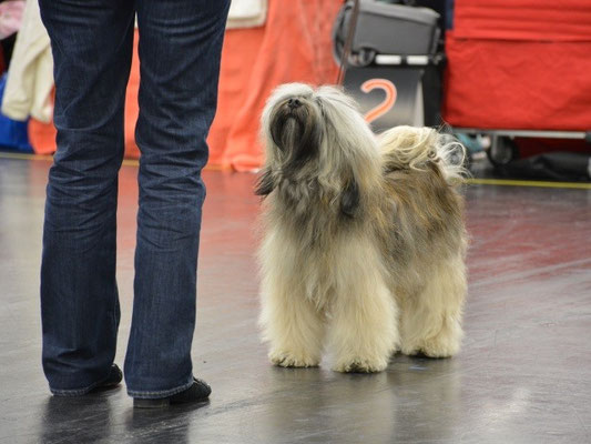 CACIB Nürnberg 2016 - Mon-sha