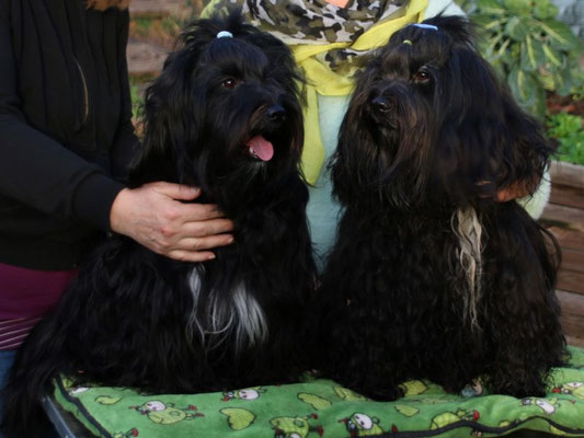 Jobi und ihr Papa Puccini im Nov. 2020