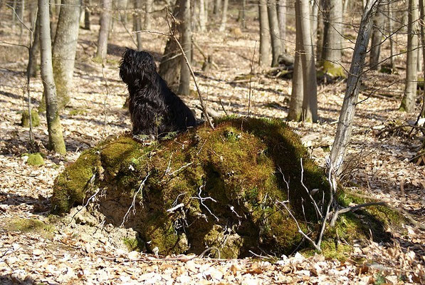 Tibet-Terrier Rüde Yeshi im April 2015