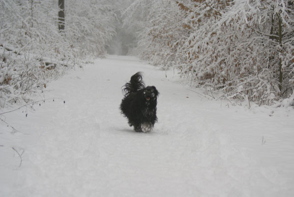 Yeshi im Winterwald