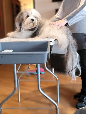 Lakshmi beim Grooming im Jan. ´24