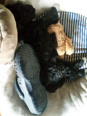 Mia: was braucht man mehr für ein gemütliches Schläfchen als ein Kuscheltier und einen Schuh der Züchterin?!