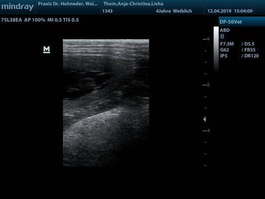 Ultraschall J-Wurf am 12.04.2019: eines von mind. 6 Babys ♥