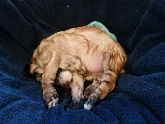 Ein richtiger TT schläft in jeder Position