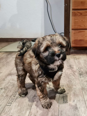 Nebenbei Geschirr-Gewöhnung - Mylo ist schon groß!