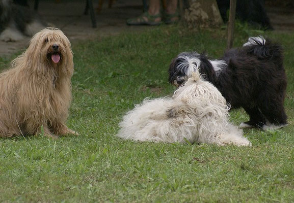 19.7.15 - Nach der Wanderung im Garten - Lisha, Fiona und Bya-ra beim Spielen