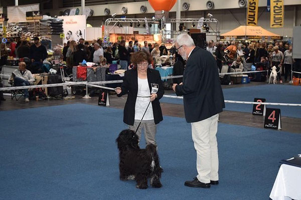 CACIB Hannover 25.10.2015 - Yeshi - Offene Klasse Rüden