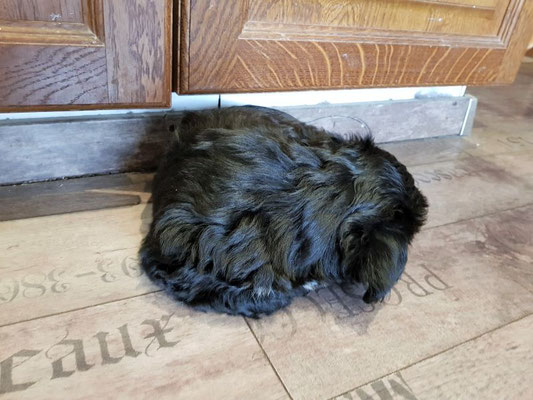 Warten aufs Futter: Mia