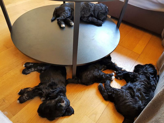 Siesta ☺