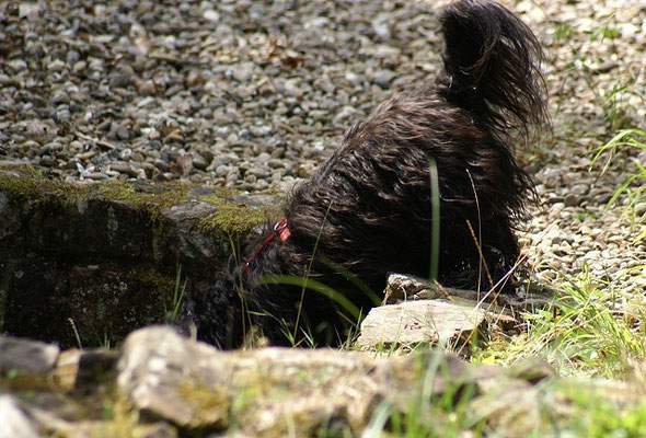 19.7.15 - Wanderung zur Villa Rustica - Huhu! Ist da einer?