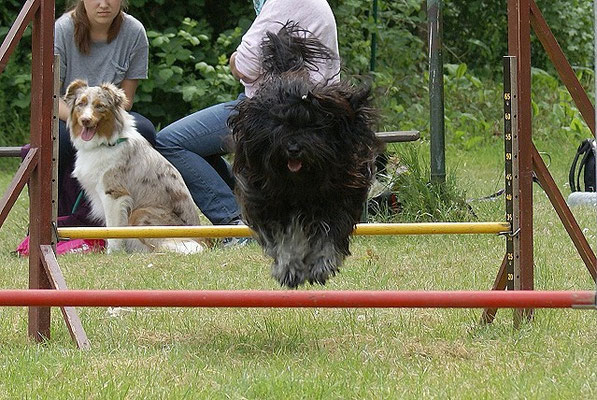 Tibet-Terrier Rüde Yeshi im Mai 2015
