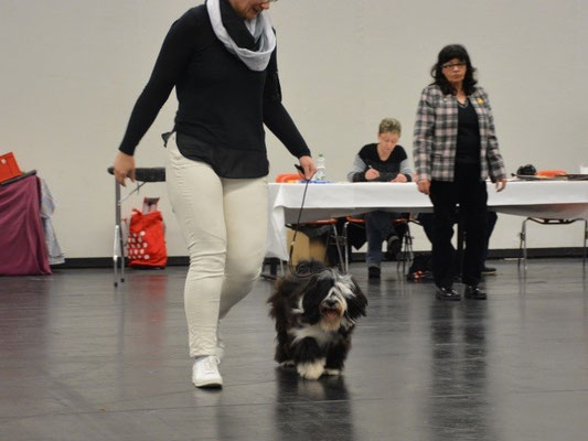 CACIB Nürnberg 2016 - Lisha