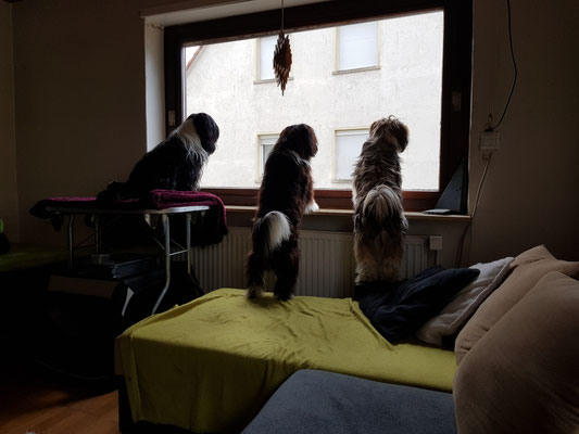 Fenster mit Brüderchen Yaro geteilt - 12/2018