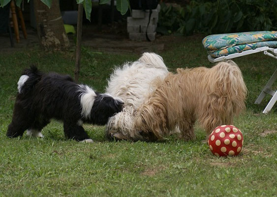 19.7.15 - Nach der Wanderung im Garten - Lisha, Fiona und Bya-ra beim Spielen