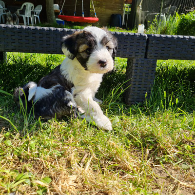 Lakshmi mit 6 Wochen