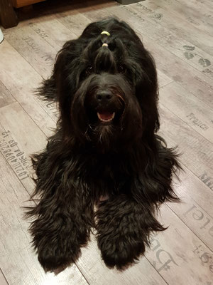 Jobi mit 2 Jahren
