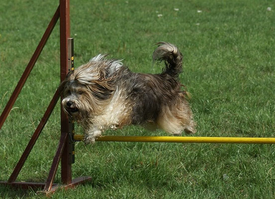 Milka beim Agility-Training im August 2015