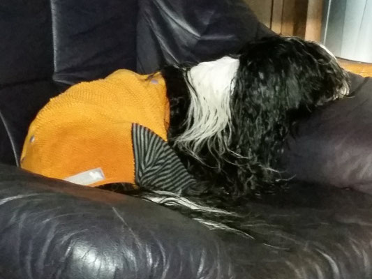 Lisha im Hundtuch