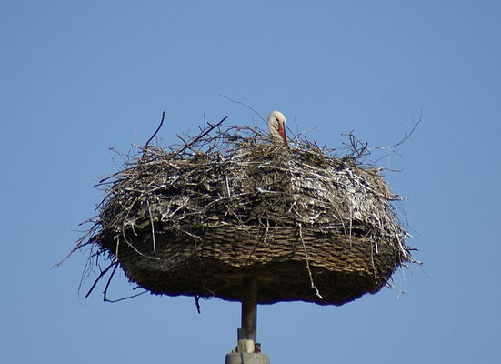 Storch in Pampow