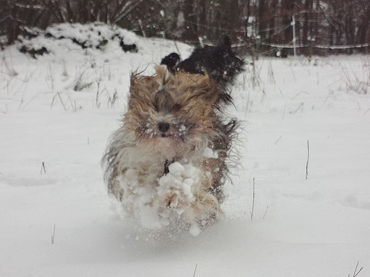 Milka-Rennsemmel hat Spaß im Schnee - November 2015