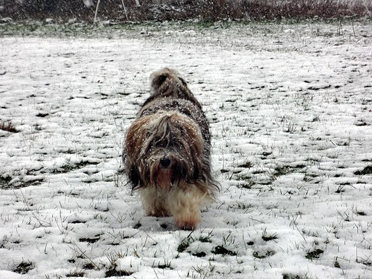 Milka im Schneesturm
