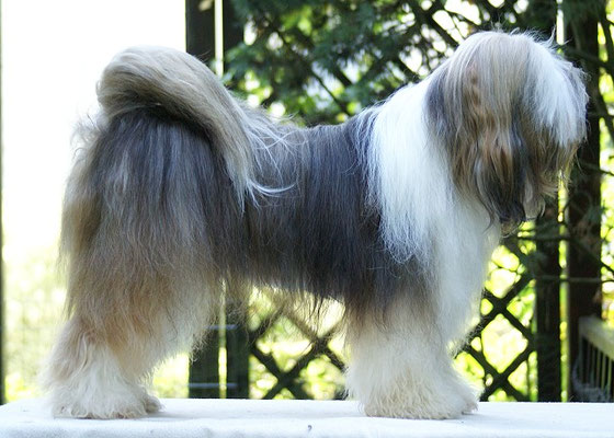 Milka im August 2016