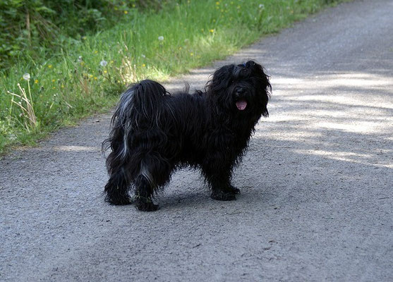 Tibet-Terrier Rüde Yeshi im Mai 2015