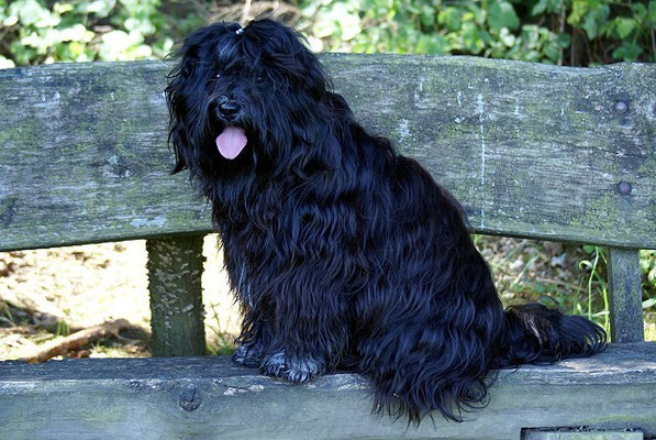 Tibet-Terrier Rüde Yeshi im Mai 2015