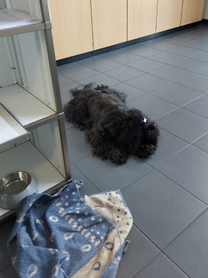Santi (2 J.) als Bürohund