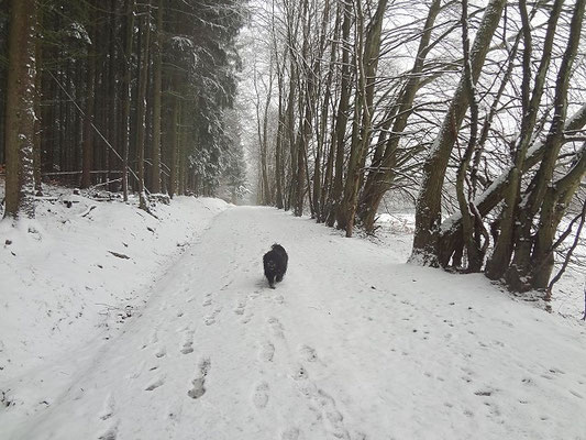 Ein Hauch von Winter im Februar 2016