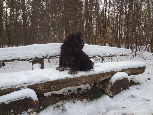 Yeshi unterwegs im Winterwald - Januar 2016