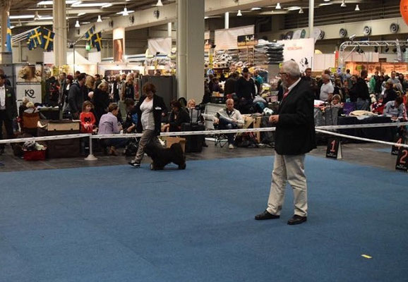 CACIB Hannover 25.10.2015 - Yeshi - Offene Klasse Rüden