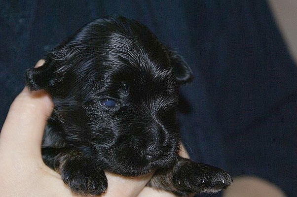 Yeshi, Papa unseres H-Wurfes, als Baby im Alter von 2 Wochen