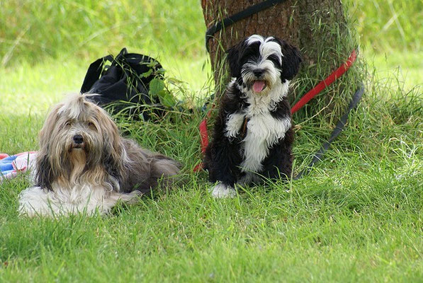 Coole Milka mit dem Hundekind Lisha