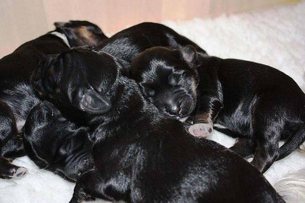 An-Dha-Na-I-Wurf - Rüden, black-and-tan mit weiß