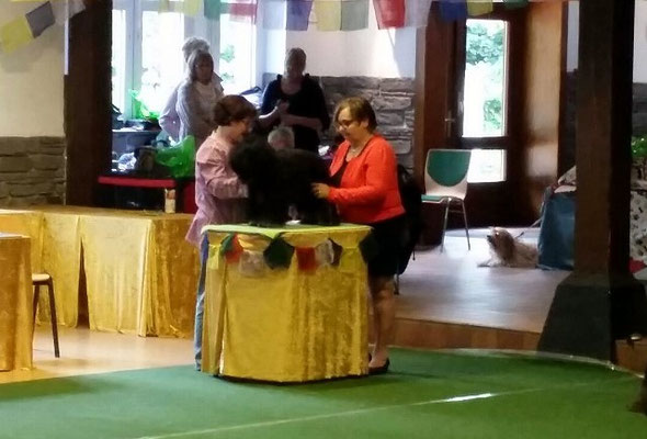 KTR-Spezialausstellung Werl 2015 - Yeshi in der Zwischenklasse Rüden