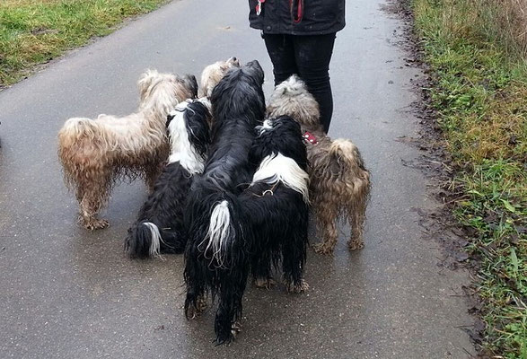 Tibi-Spaziergang mit Yeshis Töchterchen Indra am 3.1.2016