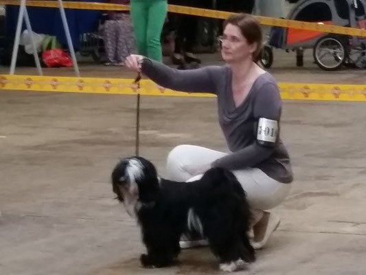 Lisha in Lingen - Jugendklasse Hündinnen - 23.4.2016