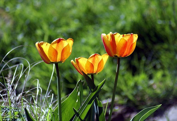 Tulpen in unserem Garten