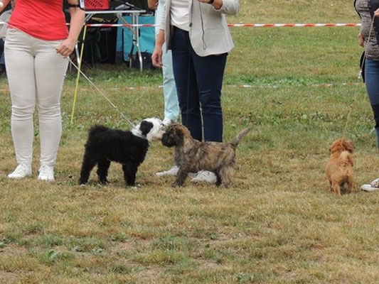 Gesar im Ehrenring