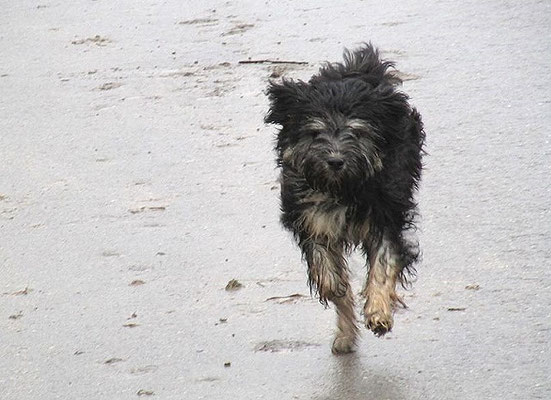 Tibi-Spaziergang mit Yeshis Töchterchen Indra am 3.1.2016
