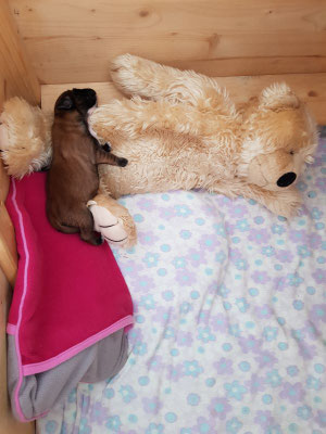 6. Lebenstag - Ersatz-Babynest