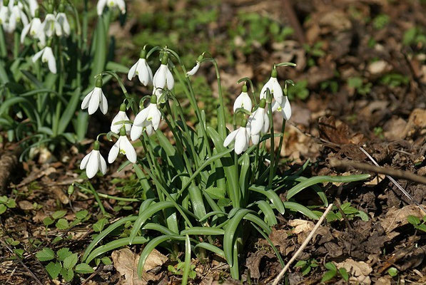 Die ersten Frühlingsboten 2016