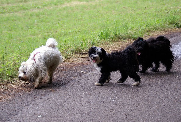 Wanderung im Odenwald mit dem Srinagar Danda - Rudel - Juni 2015