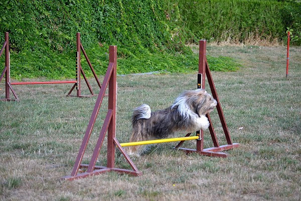 Milka beim Agility-Training im August 2015