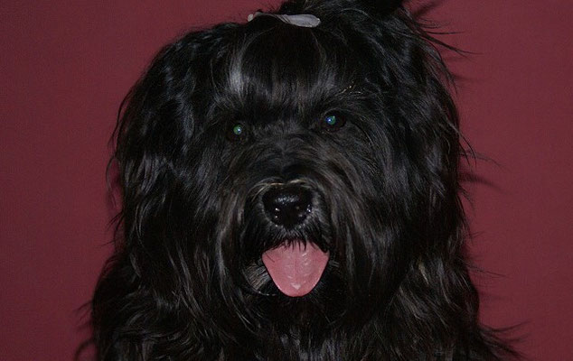 Tibet-Terrier Rüde Yeshi im Februar 2015