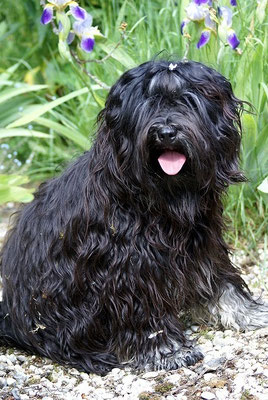 Tibet-Terrier Rüde Yeshi im Mai 2015