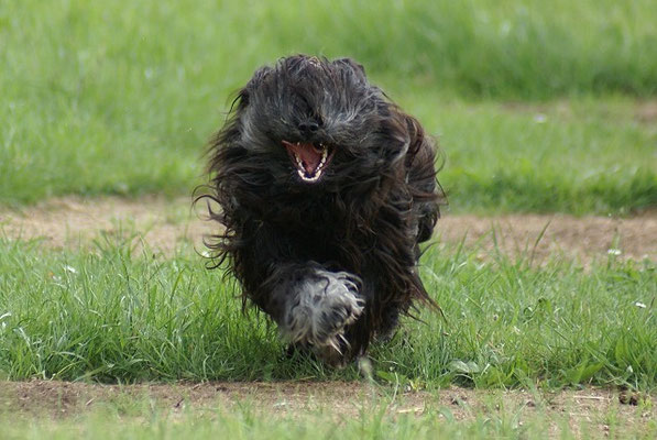 Tibet-Terrier Rüde Yeshi im Mai 2015